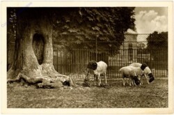 Wien 13, Schönbrunn, Tiergarten, Schwarzkopfschaf