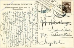 Wien 13, Schönbrunn, Tiergarten, Schwarzkopfschaf