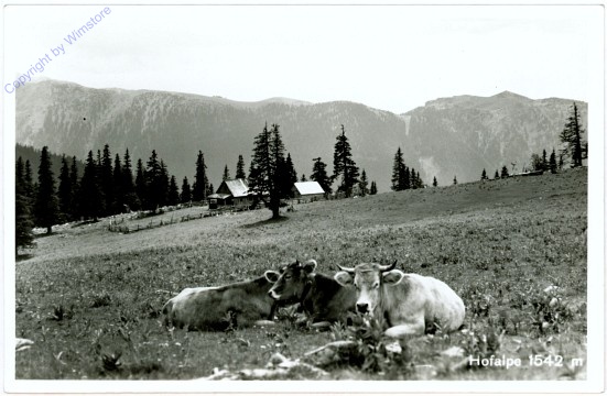 ak104794 Hofalm, Kühe