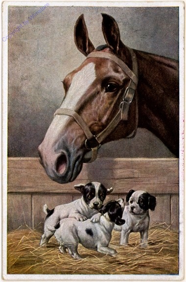 Pferd mit Hunden