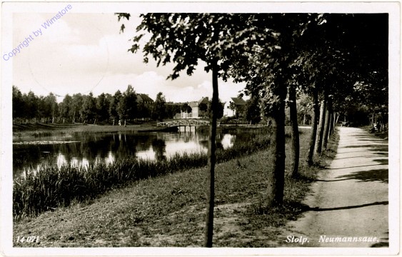 Stolp, Neumannsaue