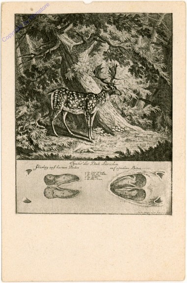 Spur des Dan-Hirschen