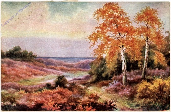 Birken