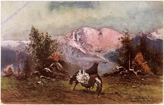 Anziehender Birkhahn