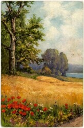 ak108288 Mohnblumen am Wegrand