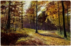 ak108304 Waldweg