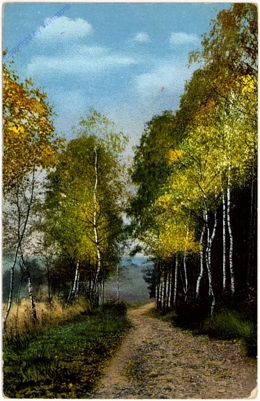 Waldweg