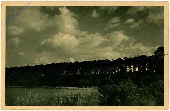 Abend am Waldsee