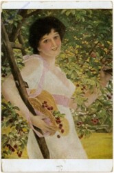 Reife Kirschen