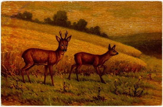 Rehe im Sommer