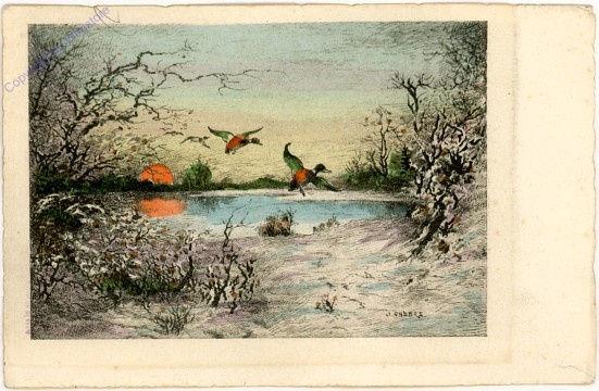 Enten am Teich