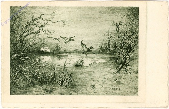 Enten am Teich