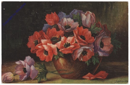 ak108543 Anemonen