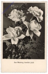 ak108996 Rosen und Nelken