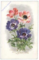 ak109126 ANU 2636: Anemonen, Geburtstag