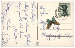 Rosenstrauß, Geburtstag