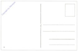 Tigra III: Tulpen und Narzissen