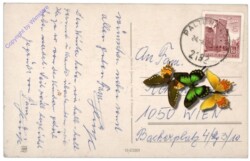 Kücken mit Tulpen und Ei