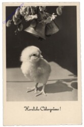 Kücken unter Glocken