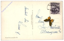 Kücken unter Glocken