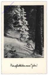 Verschneiter Waldweg