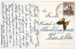 Kerzen auf Zweig mit Christrosen