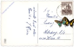 ak109879a Rehe bei der Fütterung