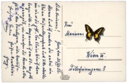 Vase mit Christrosen unter Tannenzweig