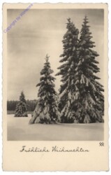 Verschneite Tannen