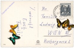 Vögel und Hase vor dem geschmückten Fenster