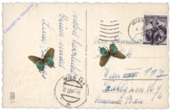 Rehe in der Landschaft