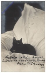 Schwarze Katze am weißen Polster