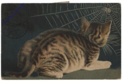 Katze beobachtet Spinne