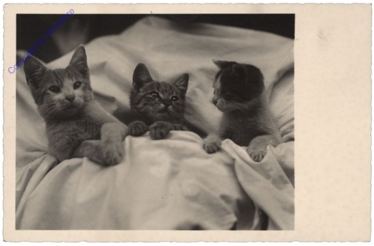 Drei Katzen im Bett