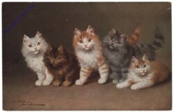 Fünf Katzen