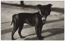 Französische Bulldogge