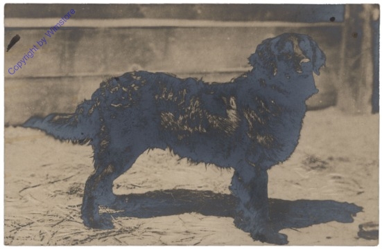 Hund