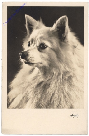 Spitz