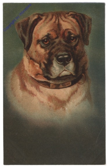 Bulldogge