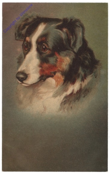 Collie