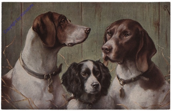 Pointer, Deutscher Vorstehhund und Water Spaniel