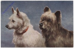 Sky-Terrier