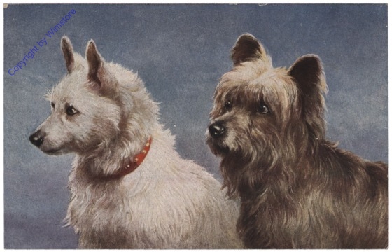 Sky-Terrier