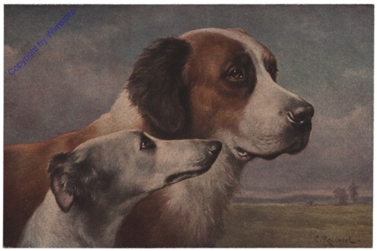 Bernhardiner und Persischer Windhund