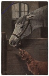 333. Pferd mit Hund