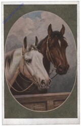 Rassepferde 2: Trakehner und Oldenburger