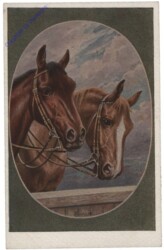 Rassepferde 3: Englische Halbblutpferde