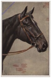 ak110421 1422. Pferd