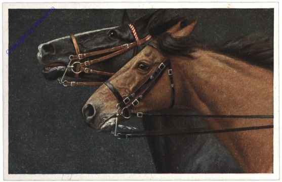 285. Edle Pferde
