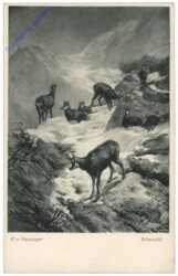 Scharwild
